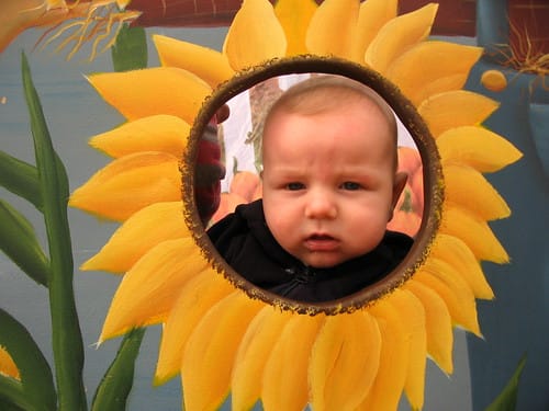 Damien the Sunflower