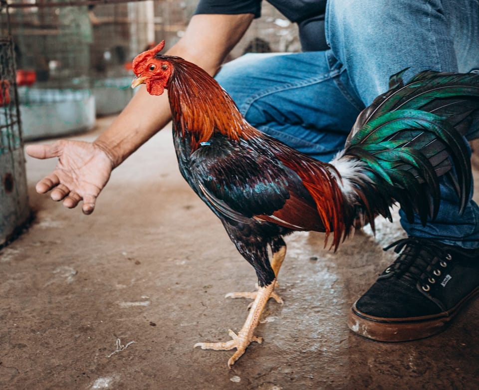 Something about a rooster from Arc Raiders? I dunno. I don't have the game.